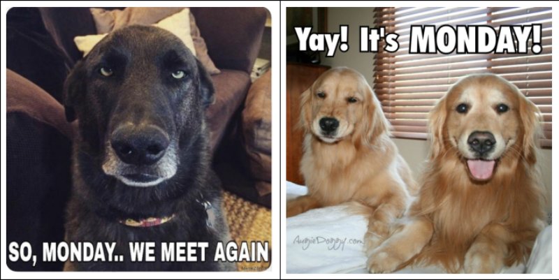 dog-monday-work-memes