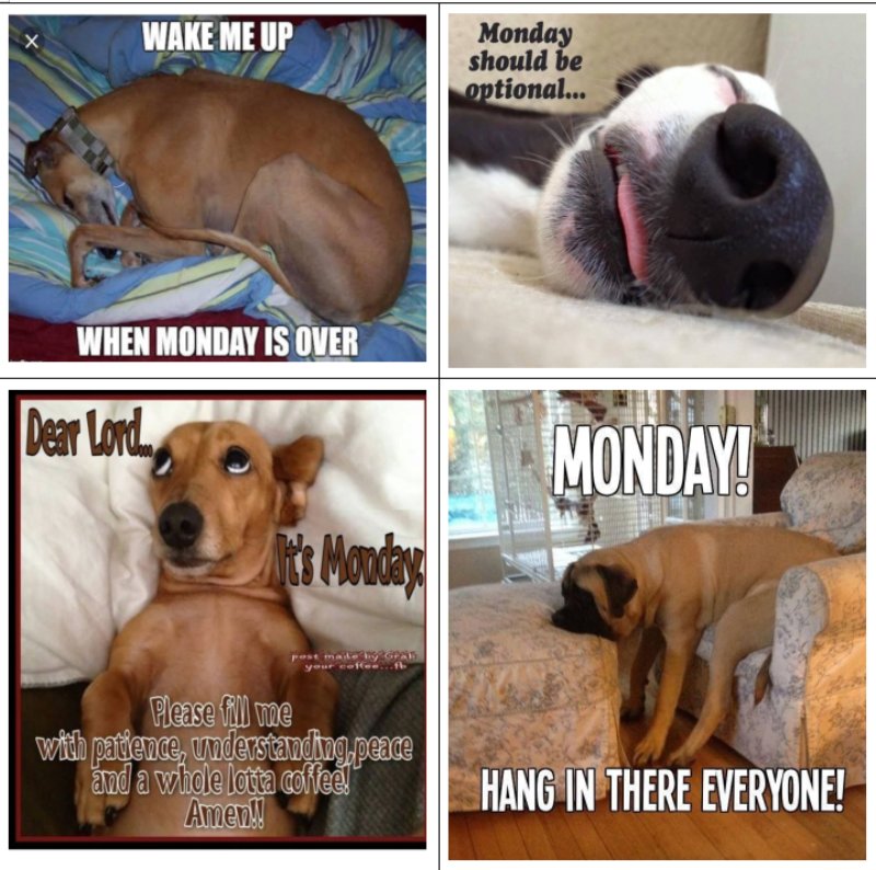 they-have-dogs-drinking-coffee