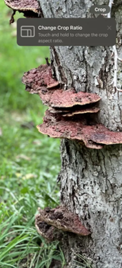 change the crop ratio