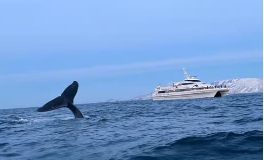 walbeobachtung in tromso