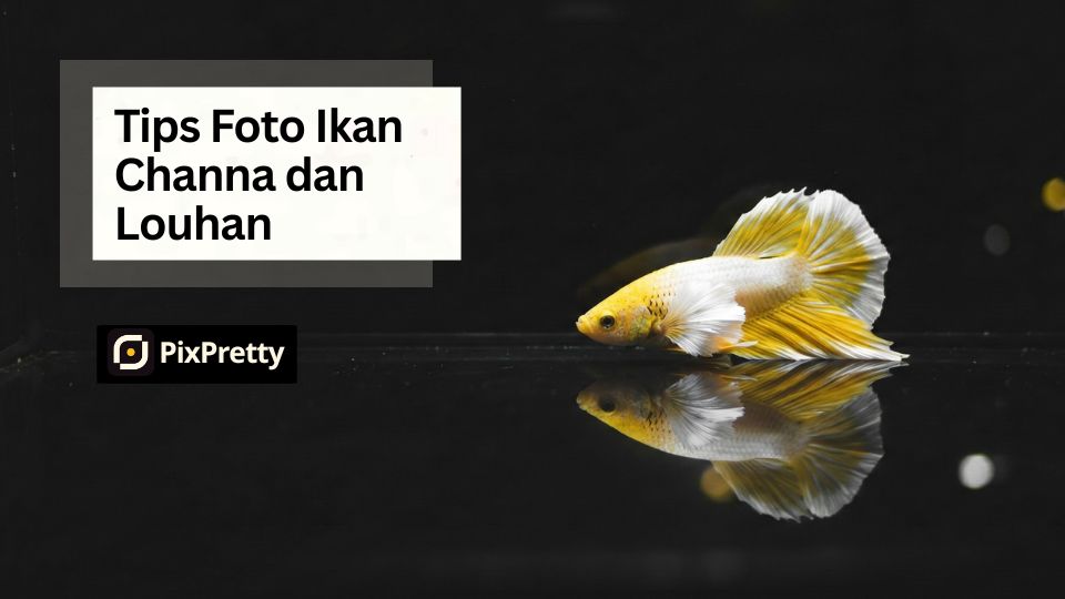 Tips Foto Ikan Channa dan Louhan Background Hitam vs Putih