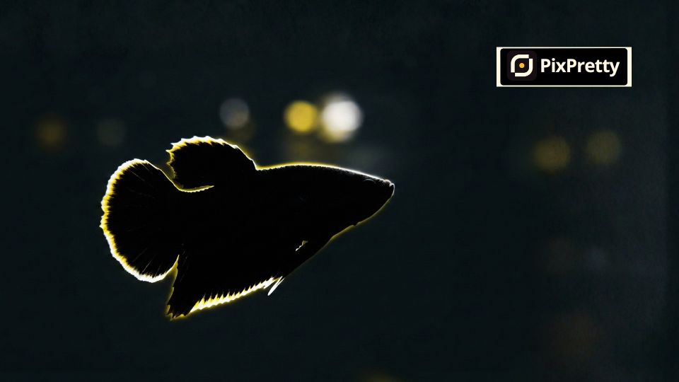 Setup pencahayaan akuarium untuk fotografi ikan hias