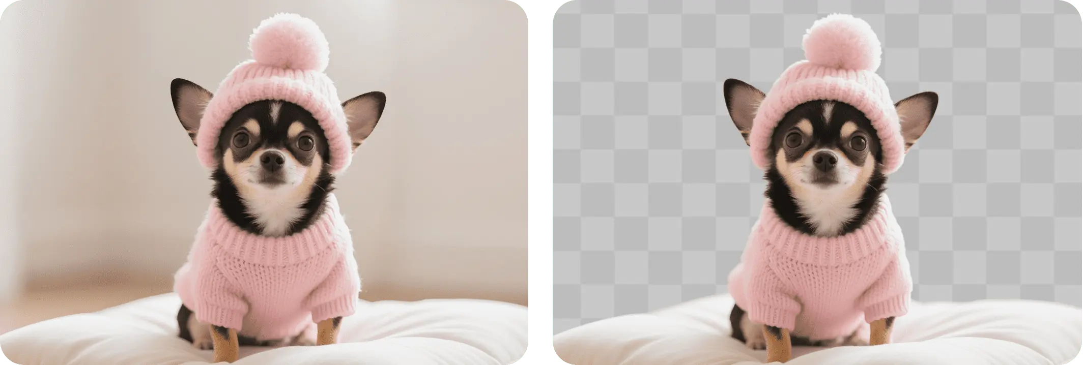 pet transparent background